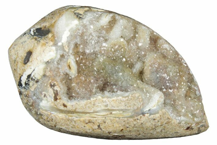 Chalcedony Replaced Gastropod With Sparkly Quartz - India #320831
